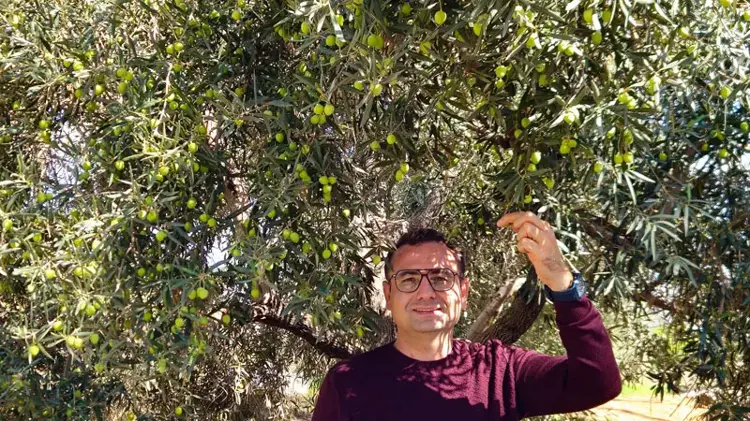 Antalya'da ‘var yılı’ olan zeytinde hasat zamanı