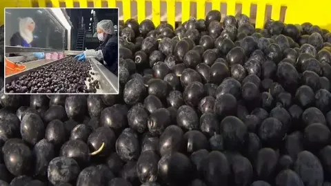 65 ülkeye ihraç edilen Türk zeytini, zeytinyağlı çikolata ve kozmetik ürünlerle de raflarda yer alacak