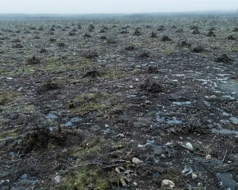 Finlandiya'dan, Google'a orman davası