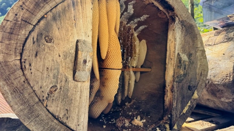 Kilosu gram altından daha pahalı! Dubai'den sipariş yağdıran ürün Rize'de hasat ediliyor