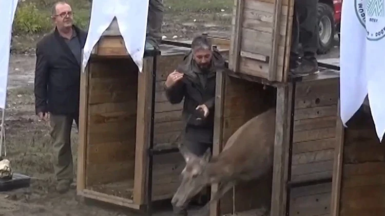 Üniversite tarafından yetiştirilip doğaya salındılar