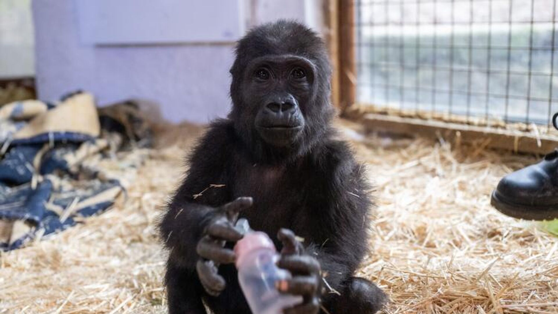 Nijerya menşeli olmadığı tespit edildi