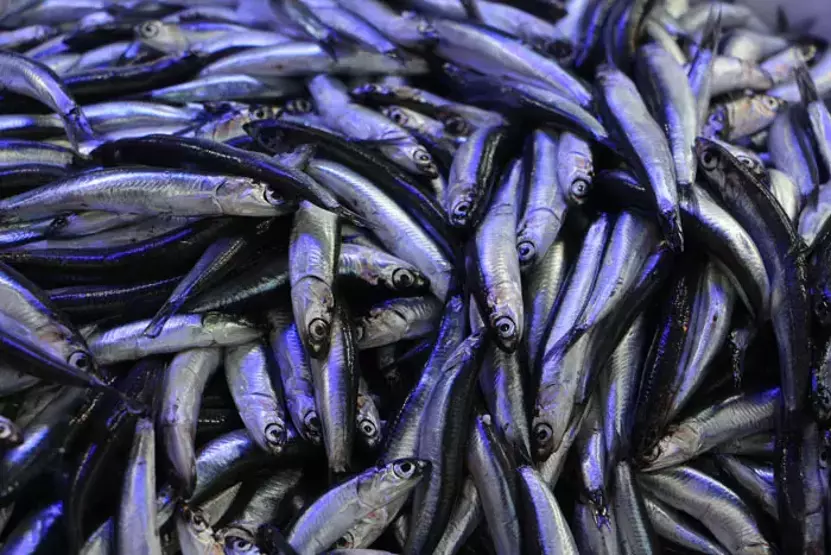 Balık tezgahları hamsi ile doldu