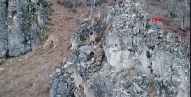 Tunceli'de yaban keçisi avlayanlara dron destekli operasyon