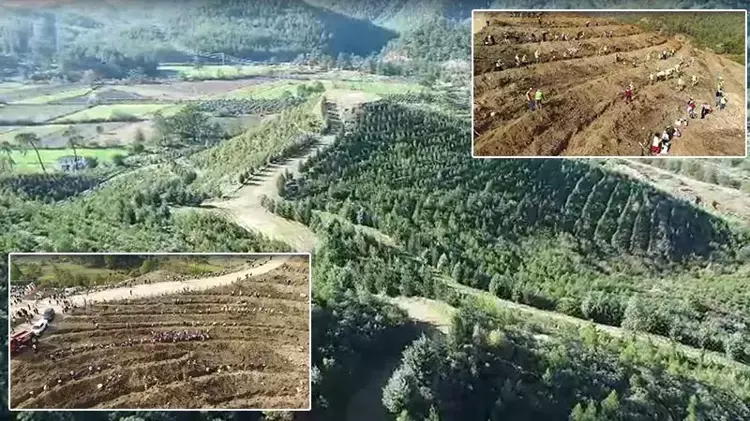 Dalaman'da yanan alanlar tekrar yeşerdi