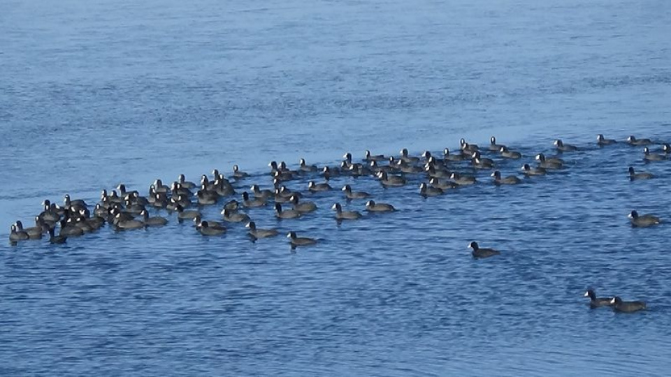 Kars'ın 'yerli penguenleri' görev başında