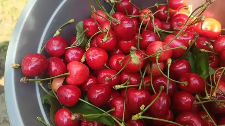 Edirne’den Avrupa’ya ihraç edilen ‘Çeribaşı kirazı’ coğrafi işaret tescili aldı