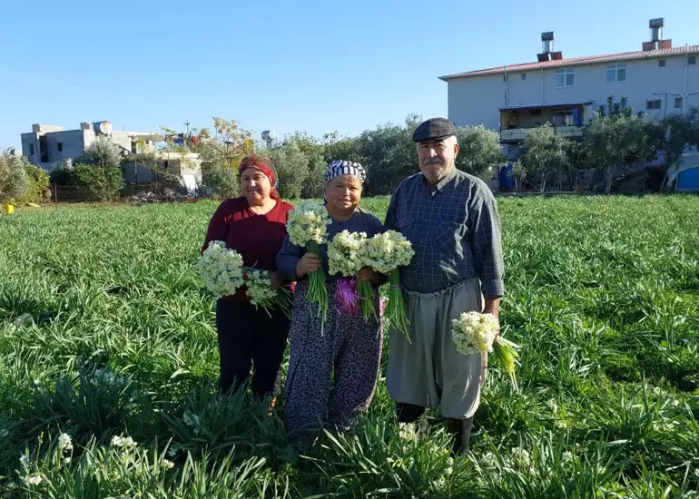 Mersin'de nergisler erken açtı; boğumu 300 TL’ye satılıyor