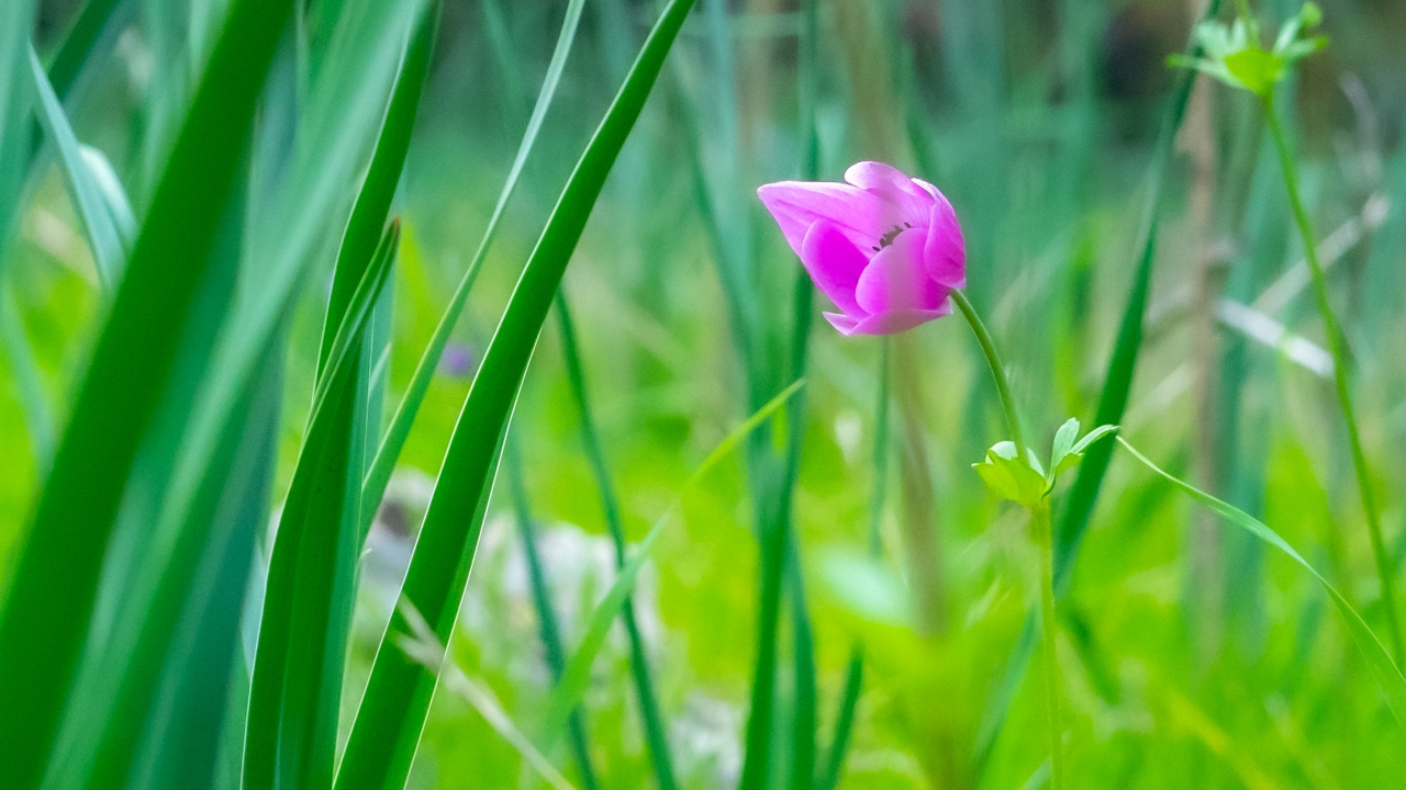 Antalya'da Anemonlar çiçek açtı