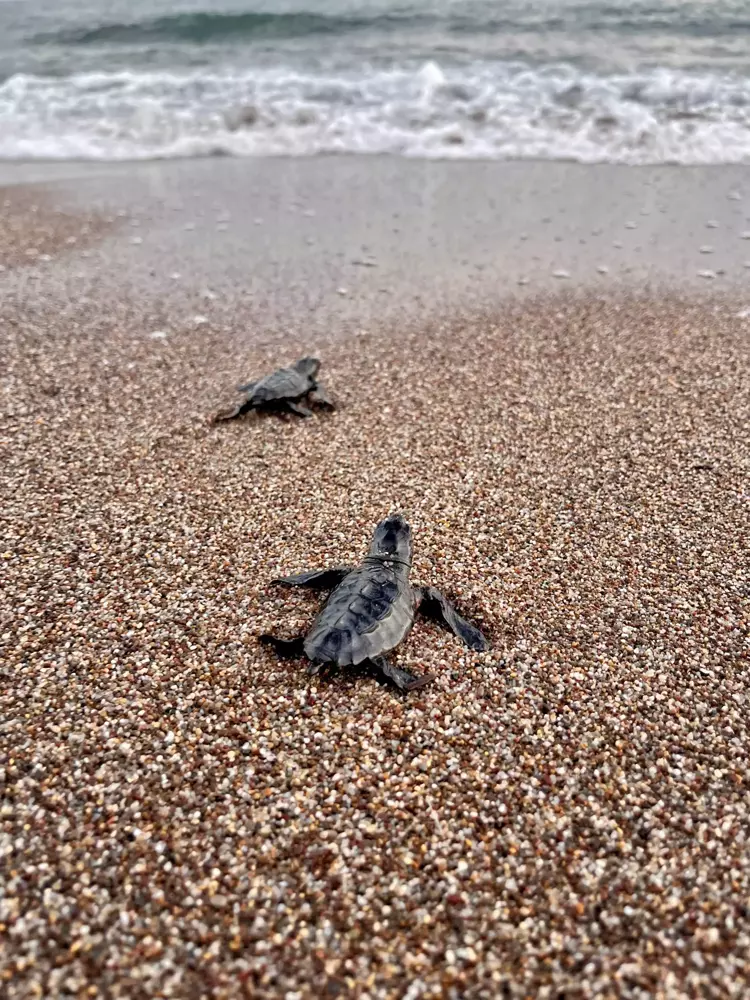 Antalya'da yarım milyona yakın caretta yavrusu denizle buluştu