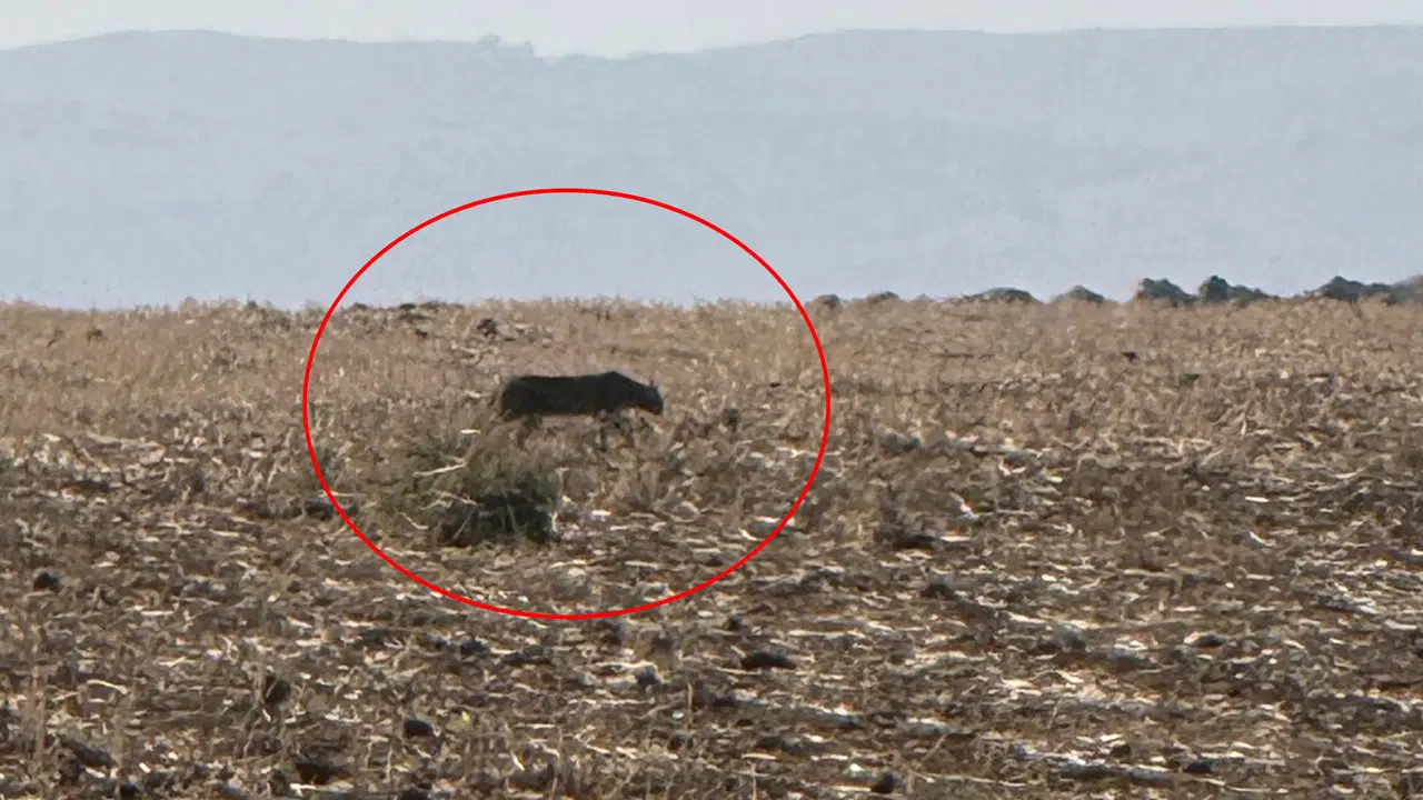 Nesli tehlike altında: Şırnak'ta görüntülendi