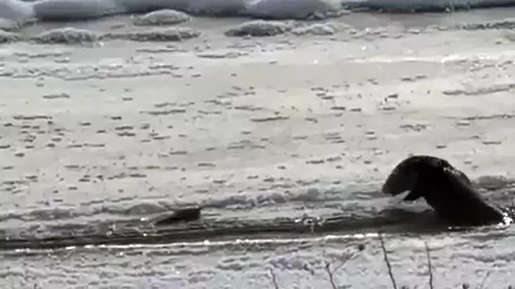 Buzların arasında çıktı, şaşkına çevirdi! İki kentte görüldü