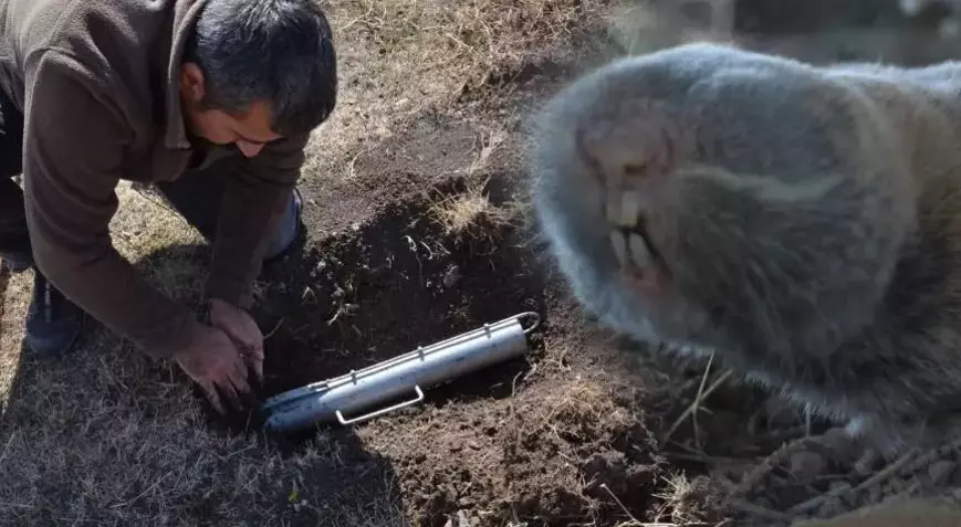 Türkiye’de üç yeni tür keşfedildi!