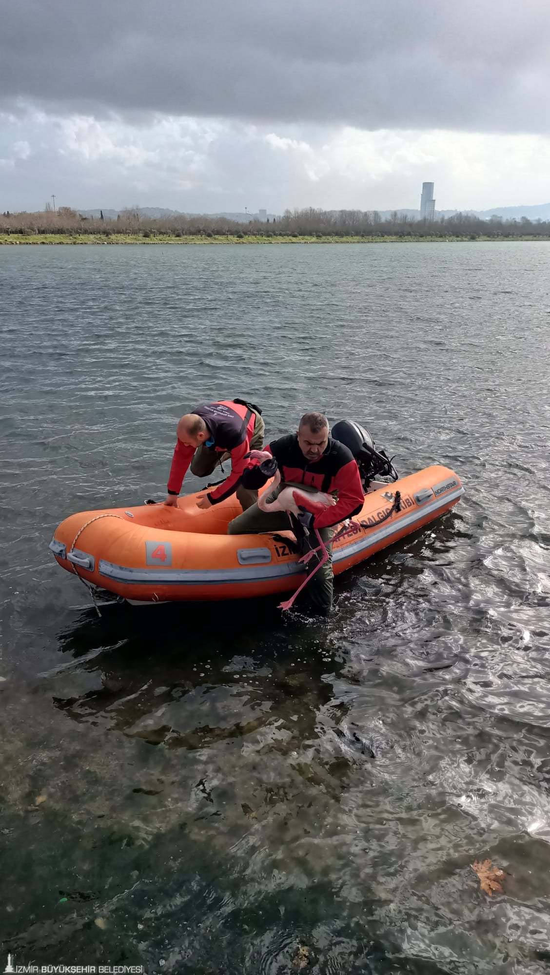 İzmir İtfaiyesi ayağına misina dolanan flamingoyu kurtardı