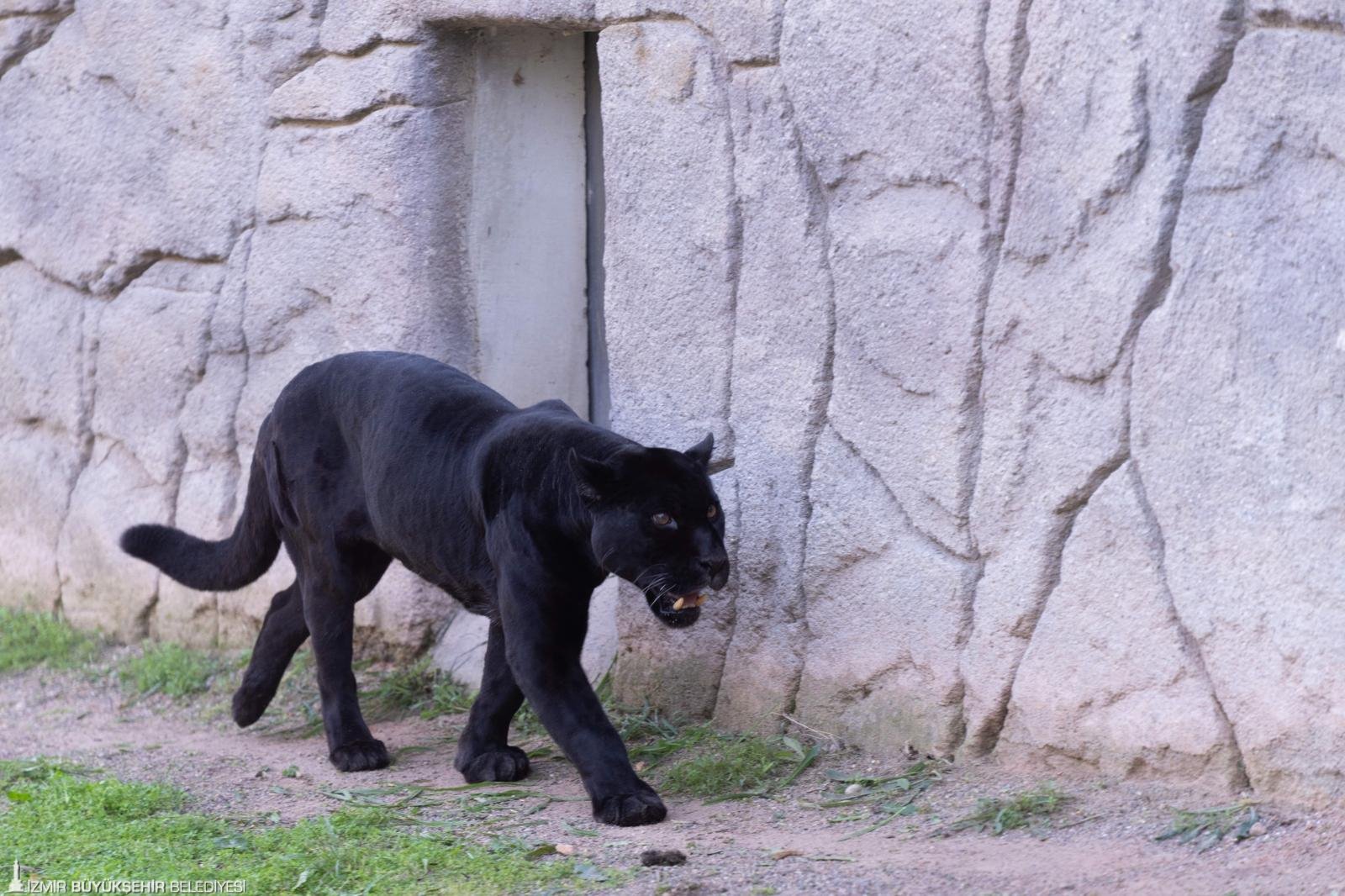 Doğal Yaşam Parkı’nın jaguarı Juliet yaşama veda etti