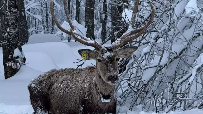 Kuzuyayla Tabiat Parkı'nda görüntülendi! ‘Karlar içinde salınan bir güzellik’