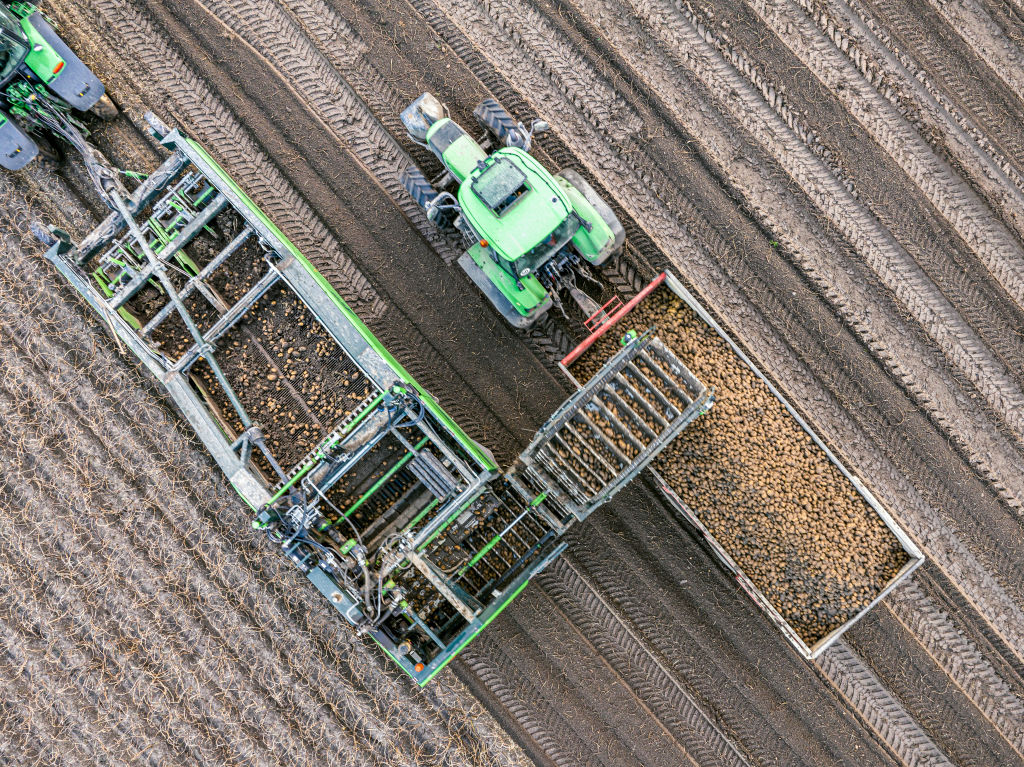 Kıtlıktan fazlaya: AB’li patates üreticileri sert bir piyasa tersine dönüşüyle karşı karşıya