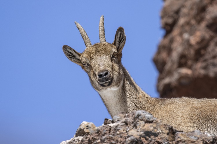 Yaban keçileri Munzur Vadisi'nde yiyecek ararken görüntülendi