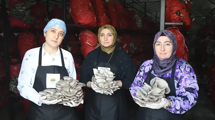 Samsun'da girişimci kadınlar yılda 60 ton istiridye mantarı üretiyor