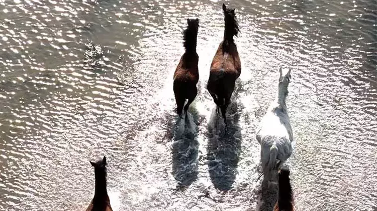 Kızılırmak Deltası’nda yılkı atları dronla görüntülendi