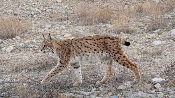 IUCN kırmızı listesinde yer alıyor