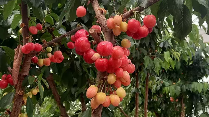 Jeotermal serada yetiştirilen kirazlarda ilk hasat yapıldı
