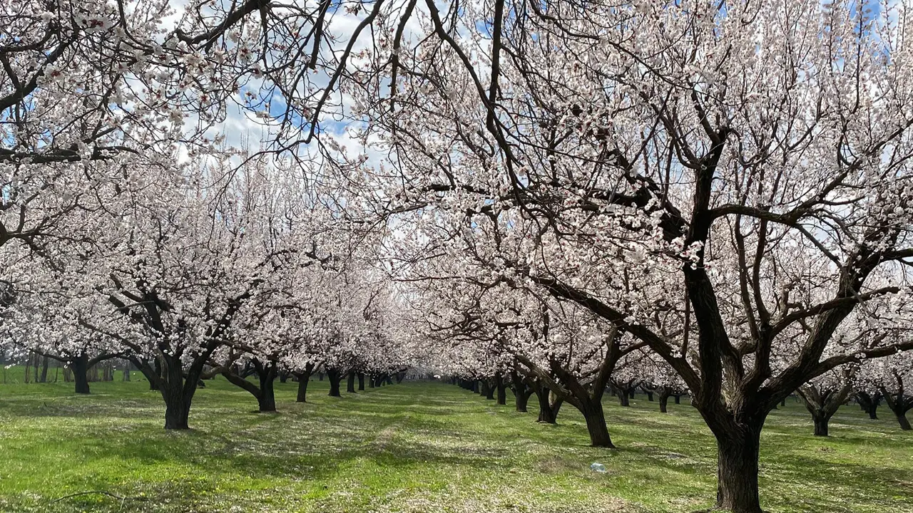 Iğdır'da Kartpostallık görüntüler oluştu