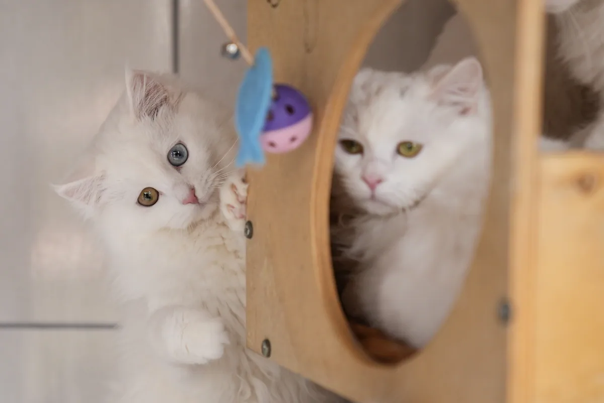 Kedilerde kanserin en büyük genetik haritası ortaya çıktı