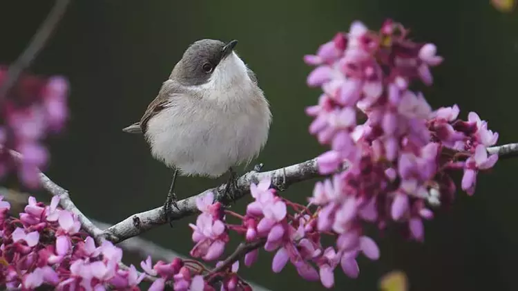 Antalya'da 3 günde 120'nin üzerinde kuş türü gözlemlendi