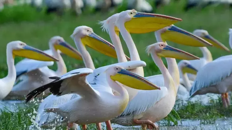 Göç yolundaki pelikan sürüsü, mola verdiği Boğazköy Barajı'nda görüntülendi