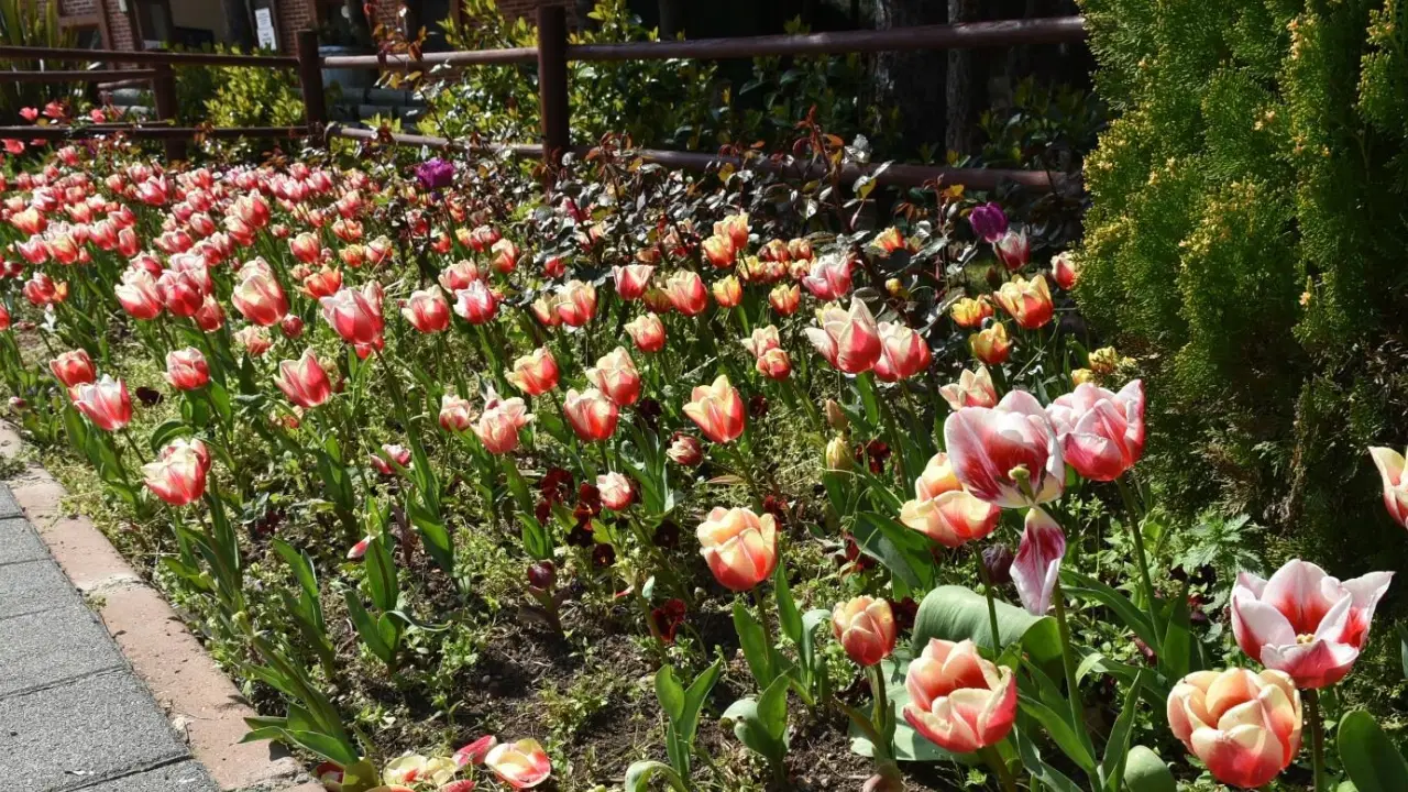 İstanbul’da lale zamanı başladı, Pendik Korusu’nda renk cümbüşü yaşandı