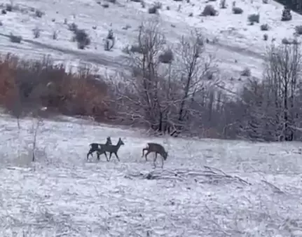 Erzincan Refahiye'de kızılgeyikler görüntülendi