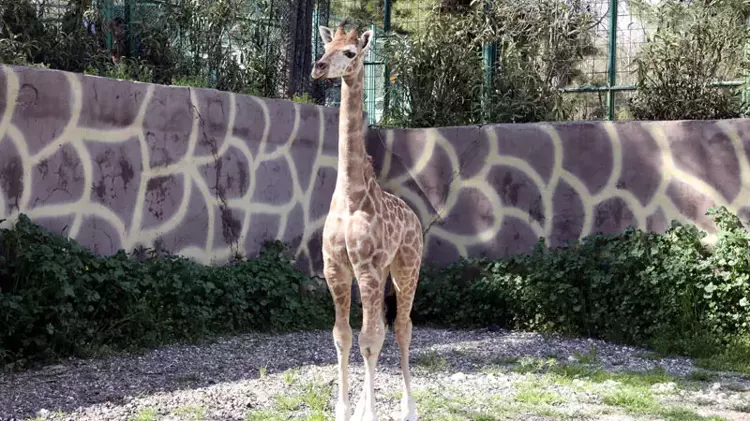 Türkiye’de doğan ilk zürafanın ismi anketle belli olacak