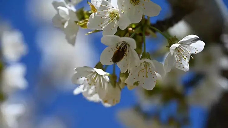 Coğrafi tescilli Demirci kirazında hedef 20 bin ton rekolte