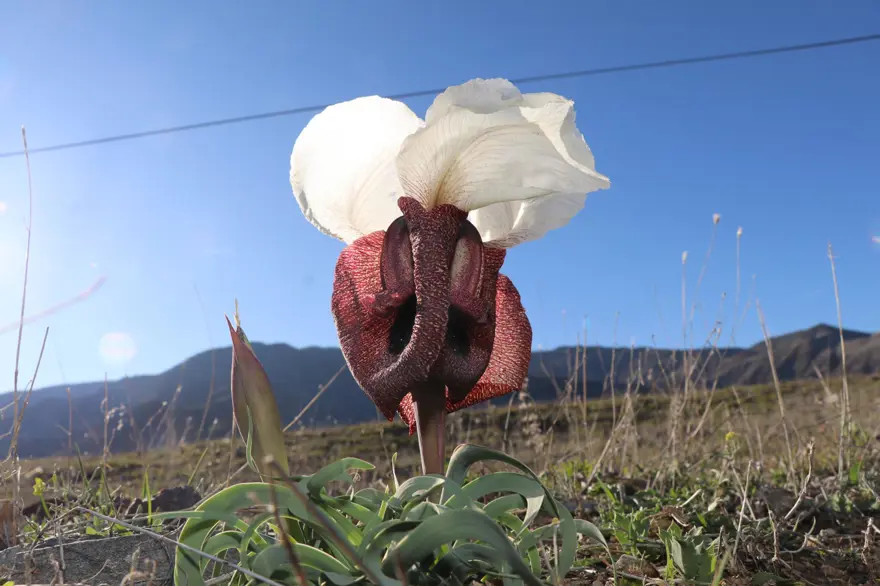 Nadide bir iris türü. Bahar geldi açtı