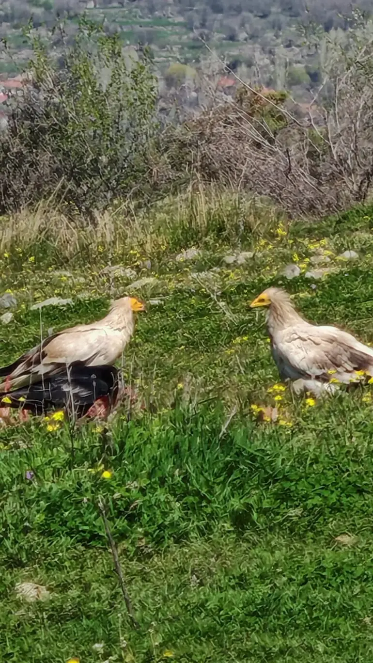 Bolu’da nesli tehlikedeki Mısır akbabaları görüntülendi