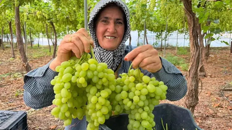 Mersin'de ilk hasadı yapılan üzüm, kilosu 600 TL’ye ihraç edildi