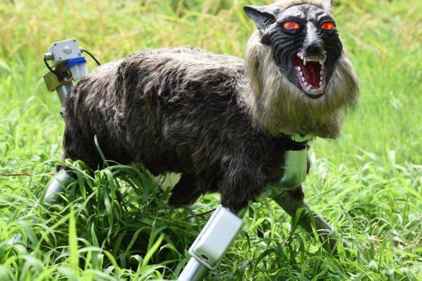 Japonya'daki ayı saldırıları nedeniyle robot kurtlar yok satıyor