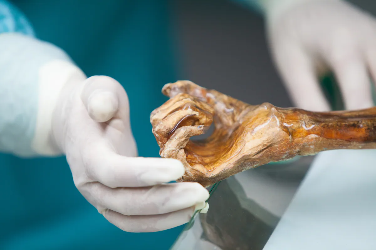 Ötzi Buz Adam'ın Mikropları Ölümünden Binlerce Yıl Sonra Yeniden Canlandı