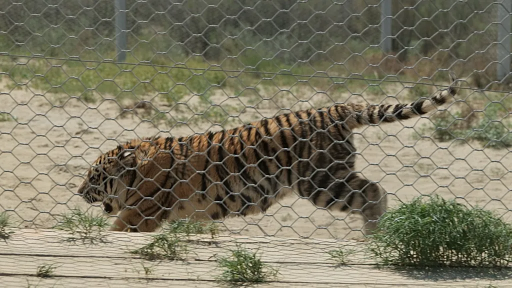 Amur kaplanları, yok olan Turan türünü canlandırmak için Kazakistan'da doğaya salındı
