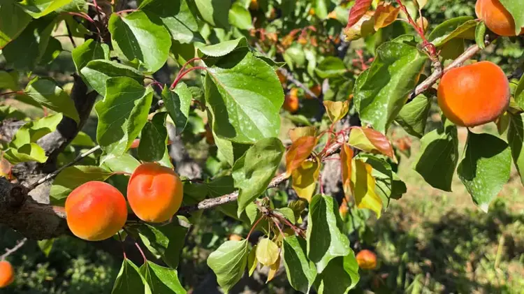 Mut kayısısında rekolte artışı üreticiyi mutlu etti