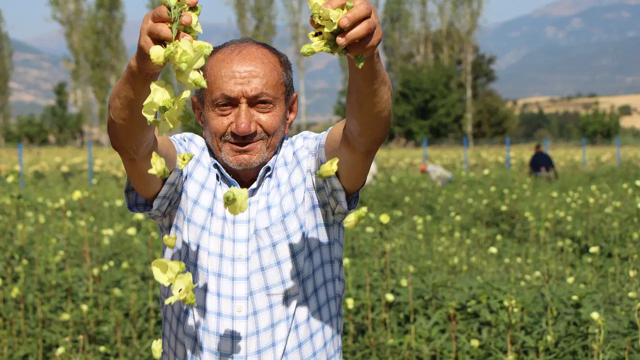 Koçarlı'da hasat başladı: Kilosu 200 lira ama maliyetler yüksek! Kolajen deposu...