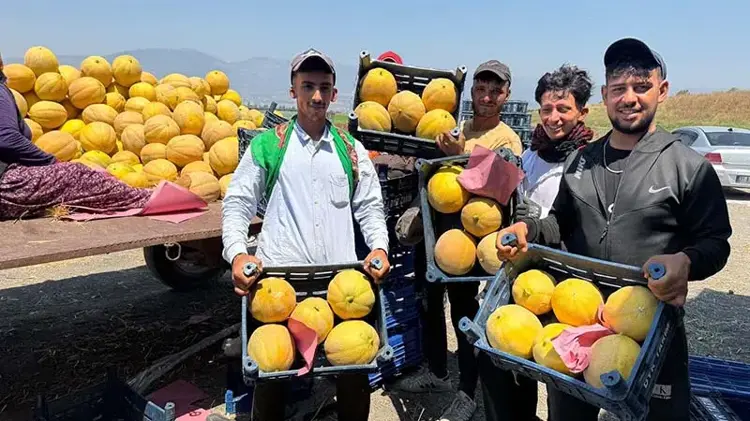Hatay’da kavun hasadı başladı; tarlada kilosu 22 TL