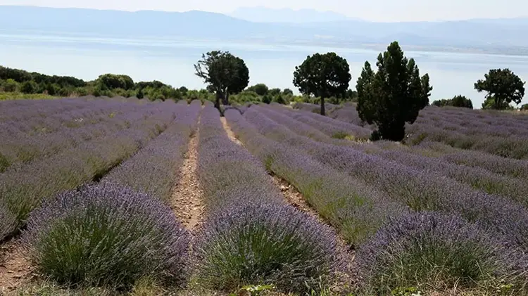Burdur'da lavanta zamanı