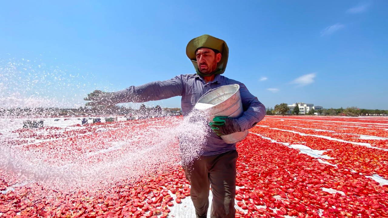 İtalyan pizzasının sırrı Torbalı'dan çıkıyor