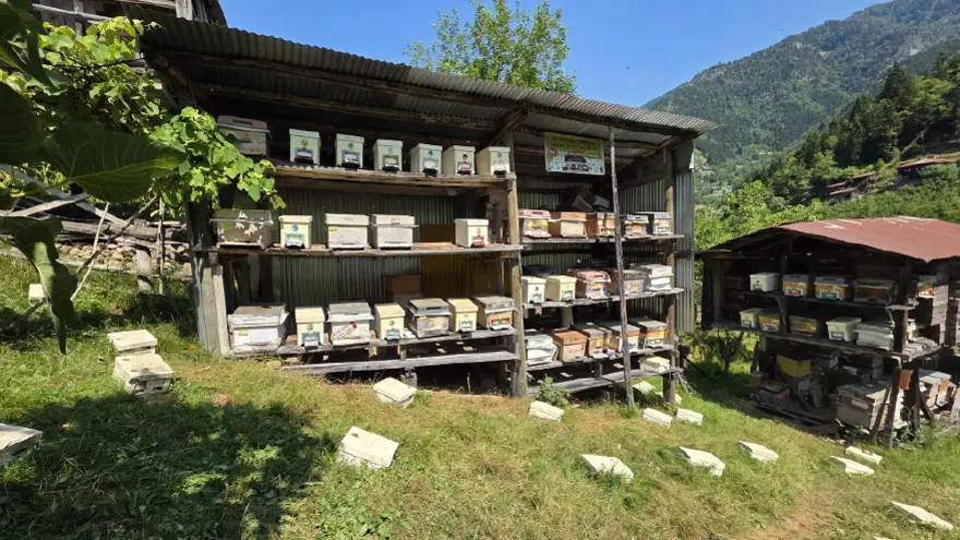 UNESCO korumasındaki vadide hasat heyecanı