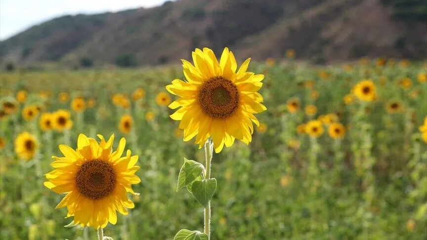 Erzincan'da ayçiçeği ekim alanı iki yılda yüzde 50 arttı