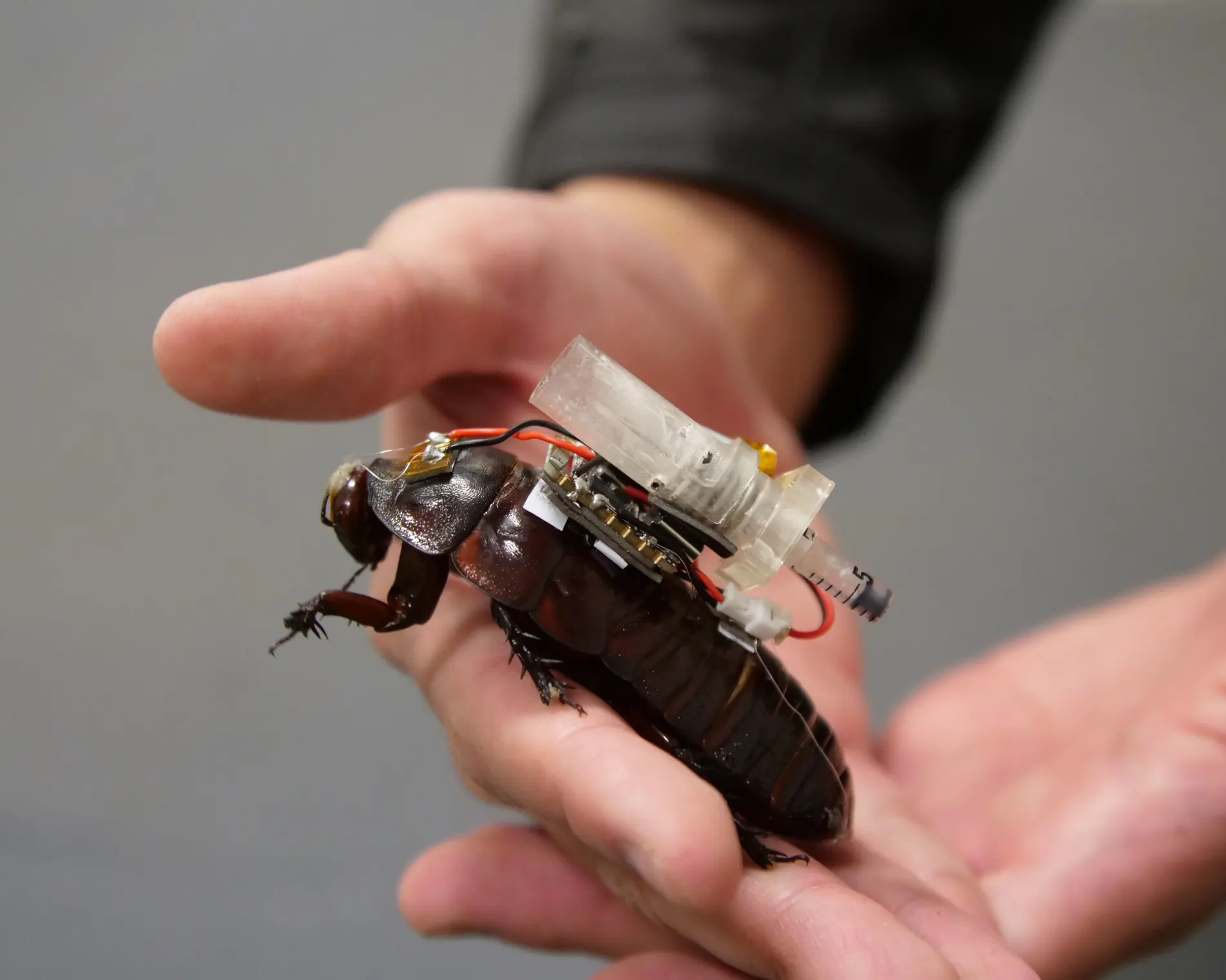 Minik Şırıngalarla Donatılmış Cyborg Hamam Böcekleri Yeni Görevdeler