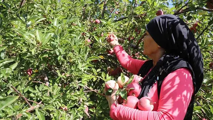 Van’da kadınların hasadını yaptığı elmalar sirkeye dönüştürülecek